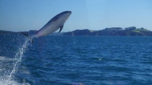 Delphin in der Bay of Islands