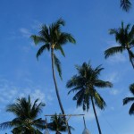 Palmen auf Koh Samui