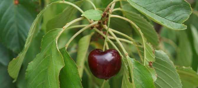 Cherry-Picking und Cherry-Packing