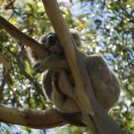 Koala_2