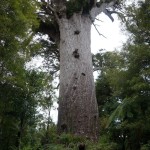 Größter Kauri Baum