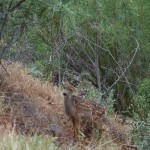 Rehkitz im Zion Nationalpark