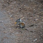 Haufenweise Streifenhörnchen