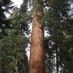 Im Sequoia Nationalpark